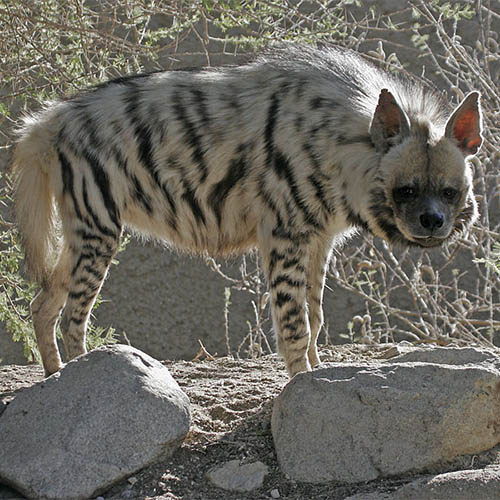 La hyène rayée réapparaît dans plusieurs régions des Aurès
